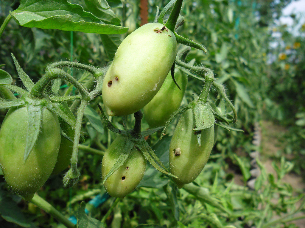 Вредители томатов в теплице и открытом грунте