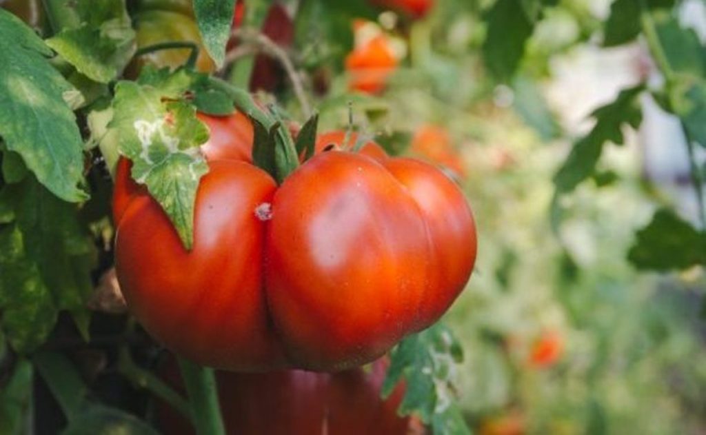 Вредители томатов в теплице и открытом грунте