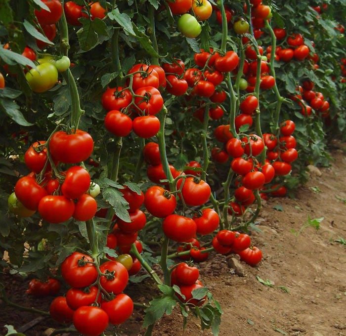 Все, что нужно знать о выращивании томатов