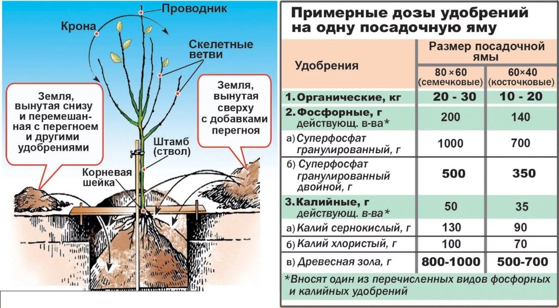 Все об успешном выращивании высокоурожайной вишни Молодежная