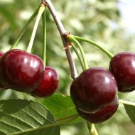 Все об успешном выращивании высокоурожайной вишни Молодежная