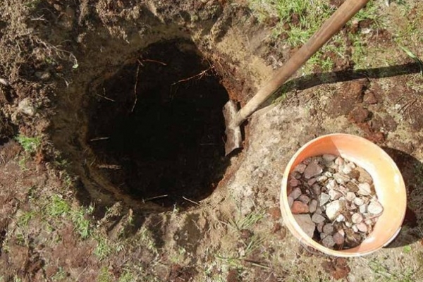 Выбор сорта и посадка груши весной в Подмосковье