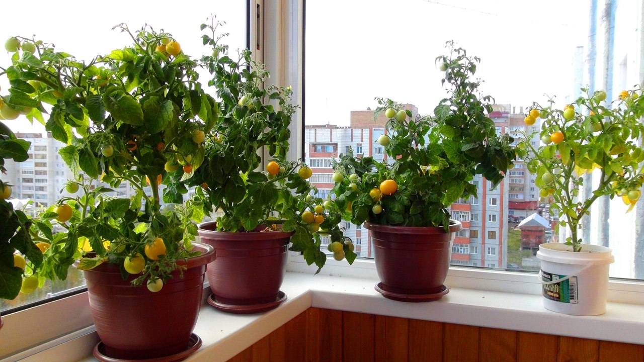 Выращиваем помидоры на балконе: пошаговая инструкция