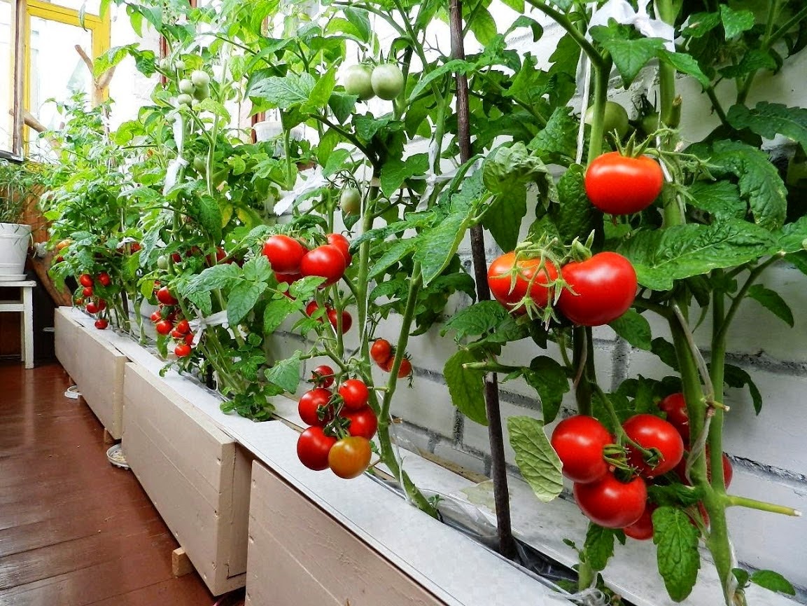 Выращиваем помидоры на балконе: пошаговая инструкция