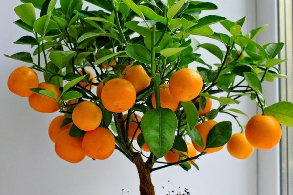 Vlastnosti pěstování pokojových citrusových plodů