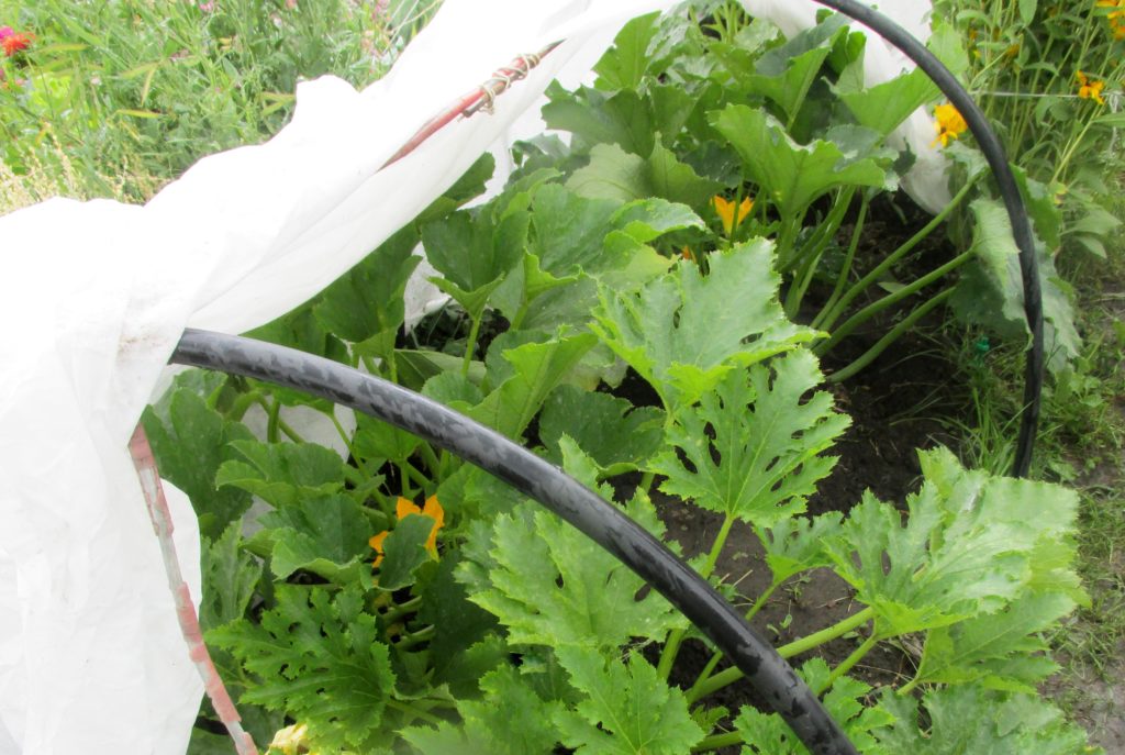 Выращивание кабачков: посадка в открытый грунт, уход и сорта