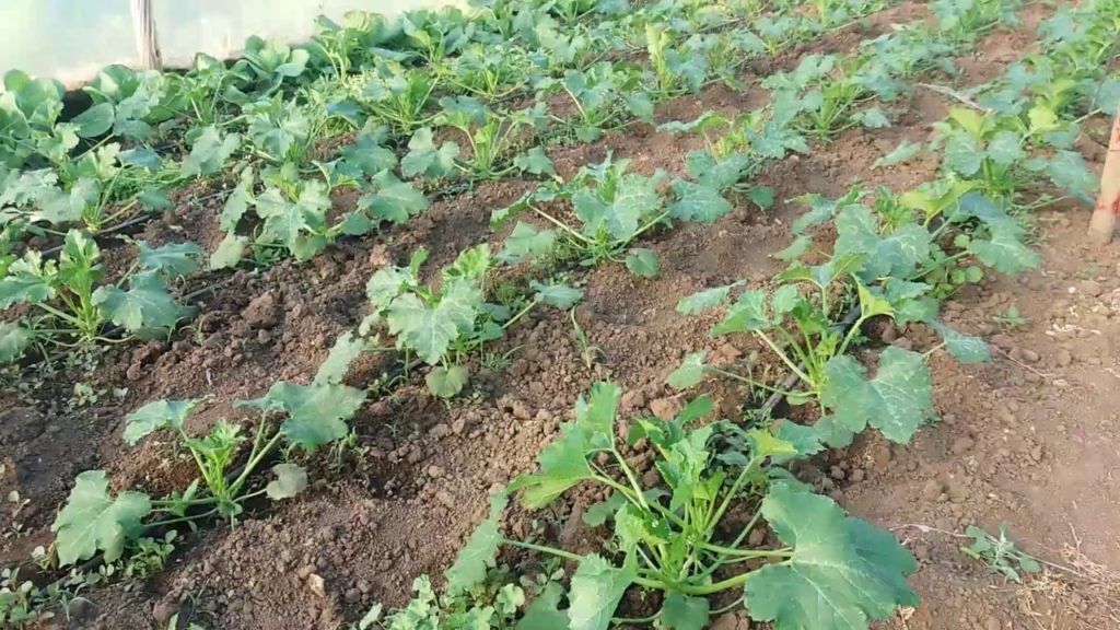 Выращивание кабачков: посадка в открытый грунт, уход и сорта