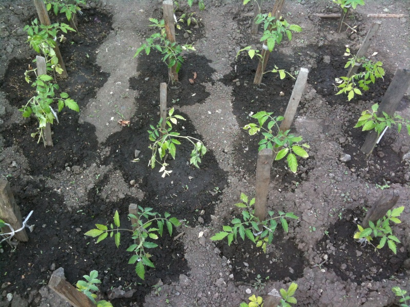 Выращивание помидоров по методу Маслова: лучший способ повысить урожайность