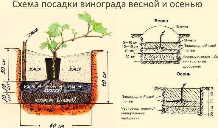 Выращивание винограда в Подмосковье