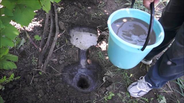 Выращивание винограда в Подмосковье Выращивание винограда в Подмосковье