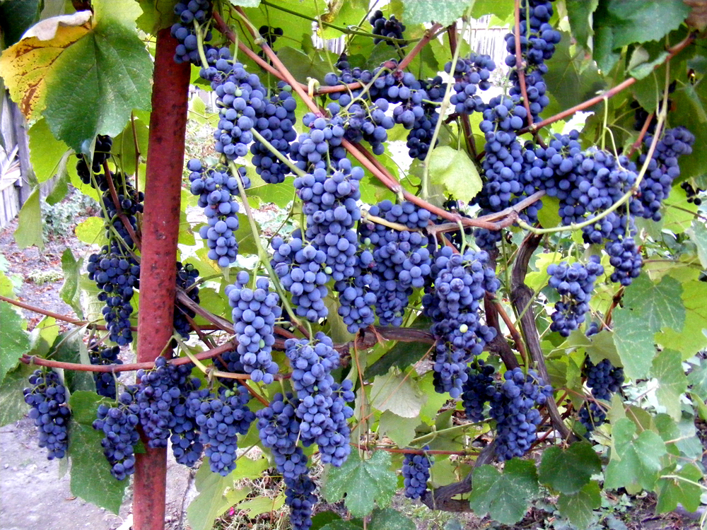 Выращивание винограда в Подмосковье
