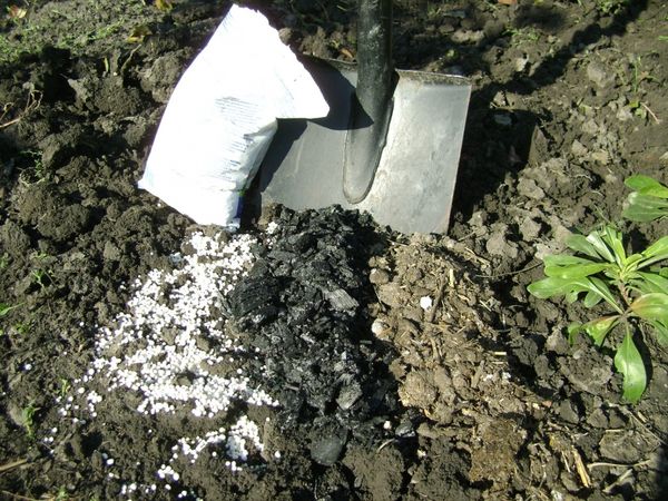 Высокоустойчивая к болезням смородина сорта Геркулес