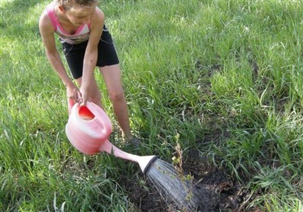 Высокоустойчивая к болезням смородина сорта Геркулес