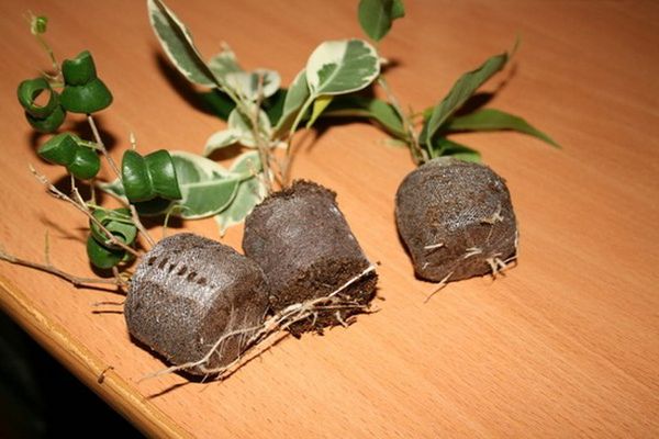 Земля для фикуса: необходимый состав для выращивания