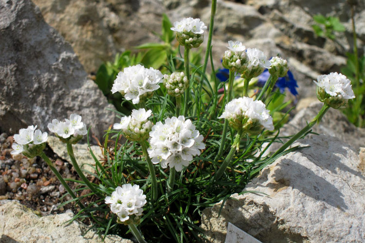 Армерия приморская (Armeria maritima): описание растения, сорта с фото + посадка и уход за цветком в открытом грунте