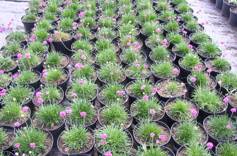 Армерия приморская (Armeria maritima): описание растения, сорта с фото + посадка и уход за цветком в открытом грунте