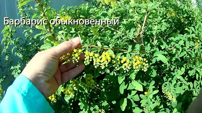 Барбарис: полезные свойства и применение для женщин, мужчин и детей, противопоказания