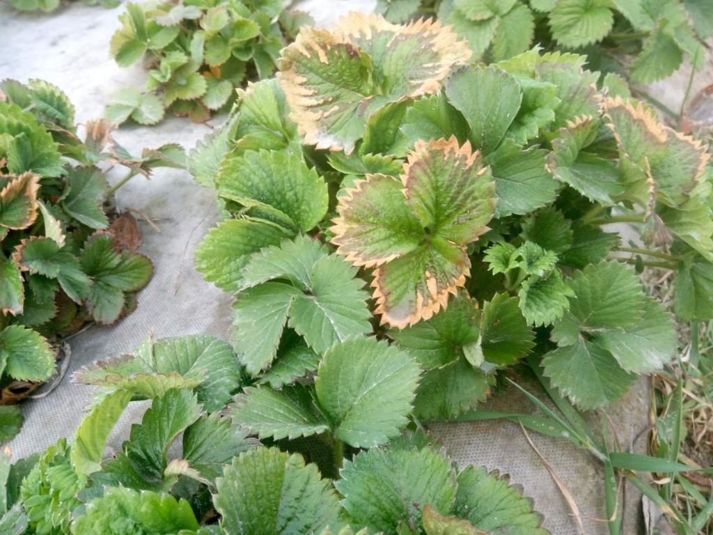 Борная кислота для клубники