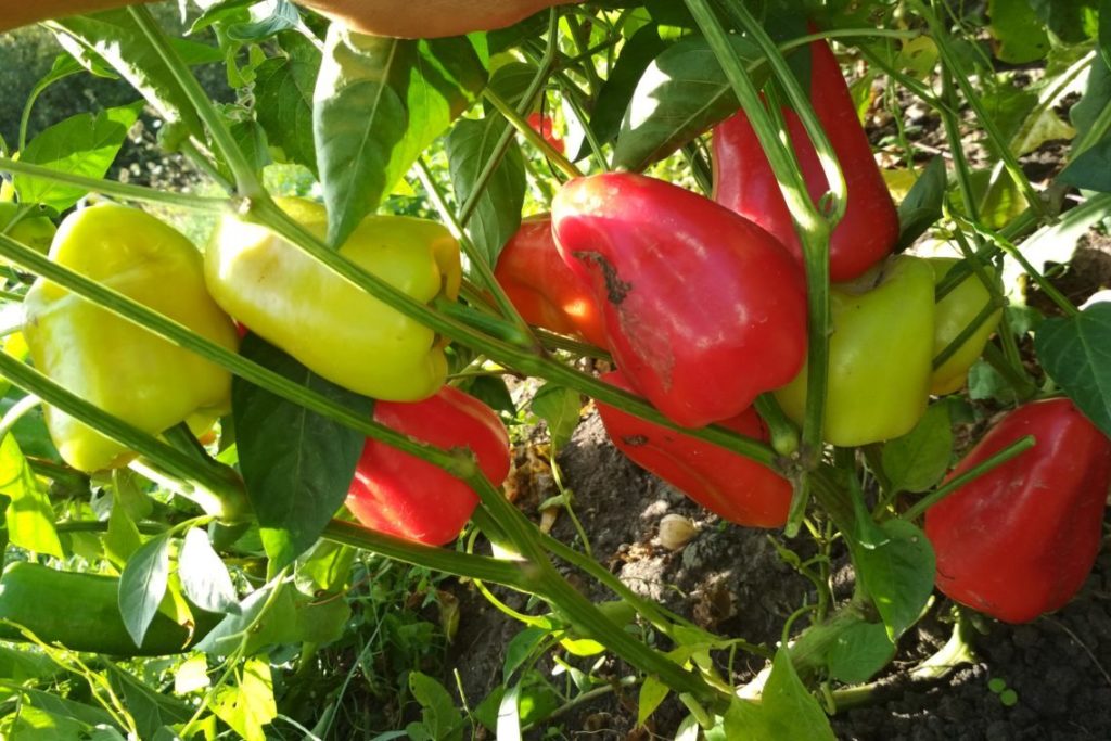 Что посадить рядом с томатами для хорошего урожая