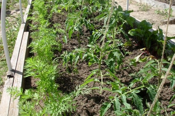 Что посадить рядом с томатами для хорошего урожая