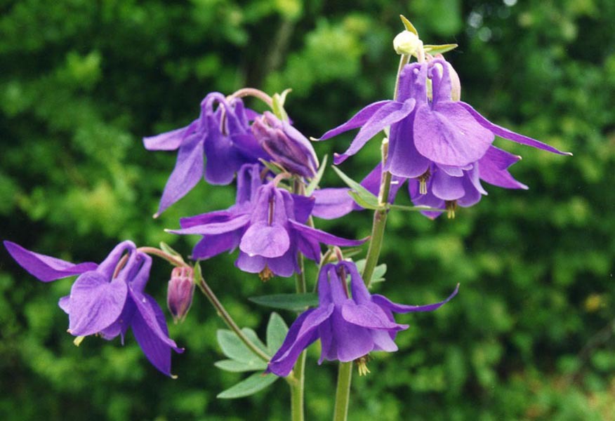 Цветок аквилегия: описание, лучшие разновидности с фото + выращивание из семян, посадка и уход в открытом грунте