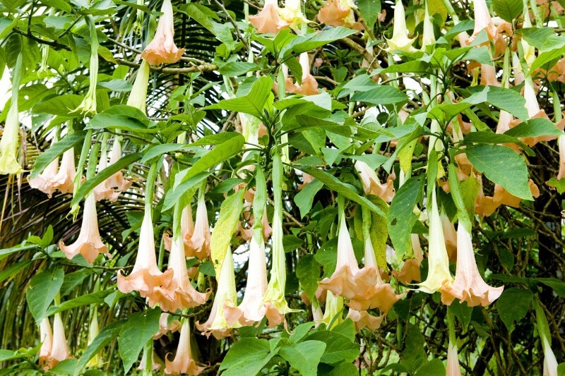 Цветок бругмансия: описание, виды и сорта с фото + правила выращивания и ухода в открытом грунте, отзывы садоводов