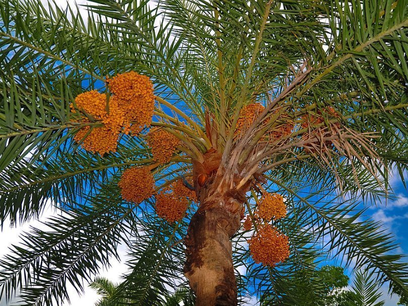 Финиковая пальма: описание, разновидности с фото + посадка, пересадка и уход в домашних условиях, проблемы выращивания
