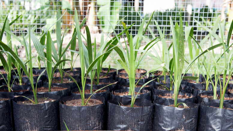 Финиковая пальма: описание, разновидности с фото + посадка, пересадка и уход в домашних условиях, проблемы выращивания