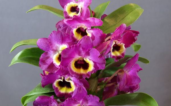 Фиолетовая орхидея: краткий обзор сортов фаленописиса