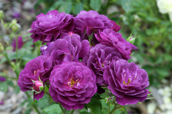 Фиолетовые розы: описание и характеристика сортов