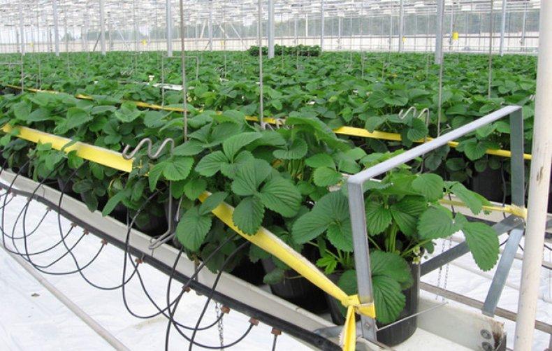 Голландская технология выращивания клубники