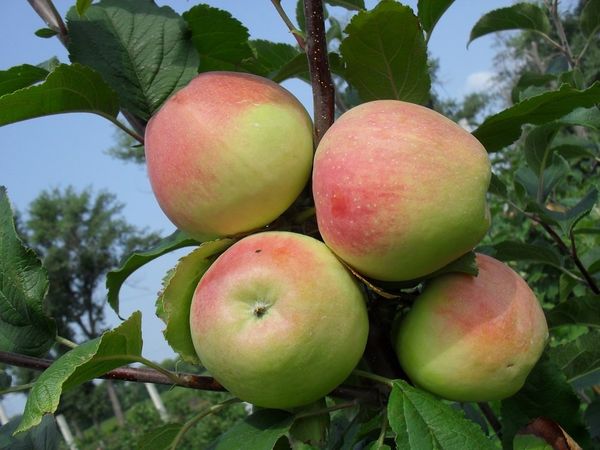Как эффективно бороться с паршой на яблоне