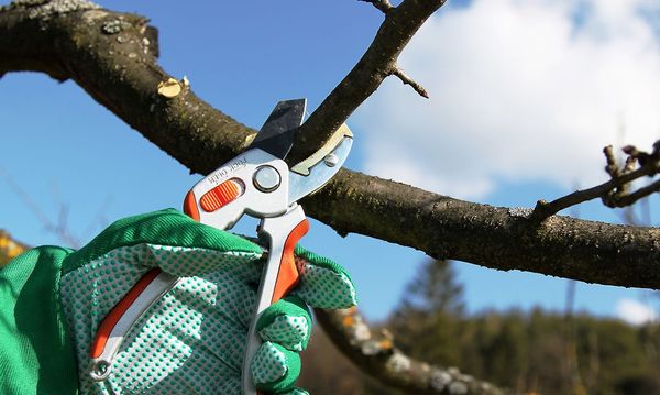 Как обрезать и обработать срезы дерева яблони весной