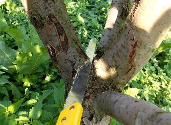 Как обрезать и обработать срезы дерева яблони весной