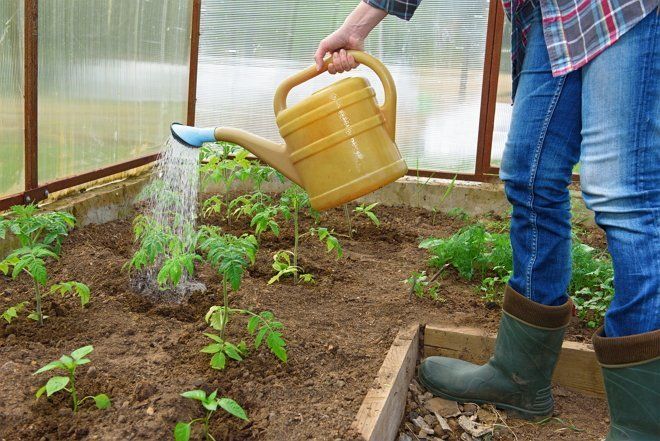 Как поливать томаты в теплице и в грунте