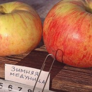 Как посадить и вырастить на даче медовую яблоню сорта Медуница