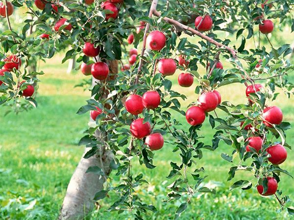 Как посадить и вырастить на даче медовую яблоню сорта Медуница