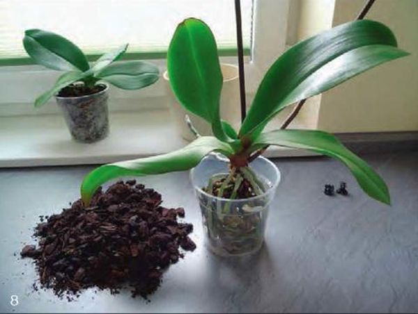 Как реанимировать орхидею: восстановление в домашних условиях