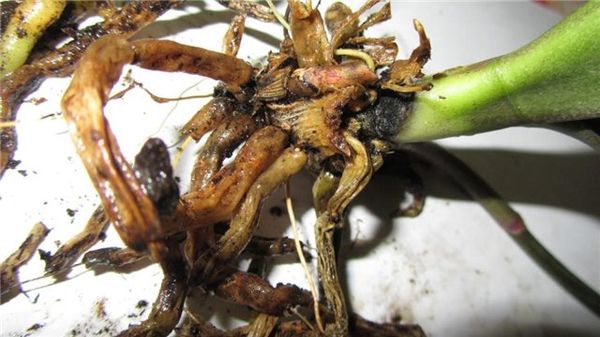 Как спасти орхидею, если корни сгнили: инструкция по реанимации
