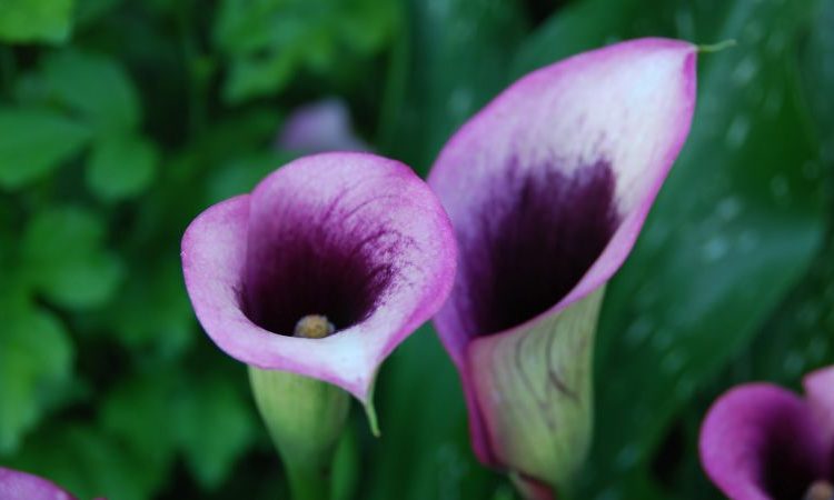 Как выглядит цветок калла: описание, виды и сорта с фото + выращивание и уход в комнатных условиях и открытом грунте