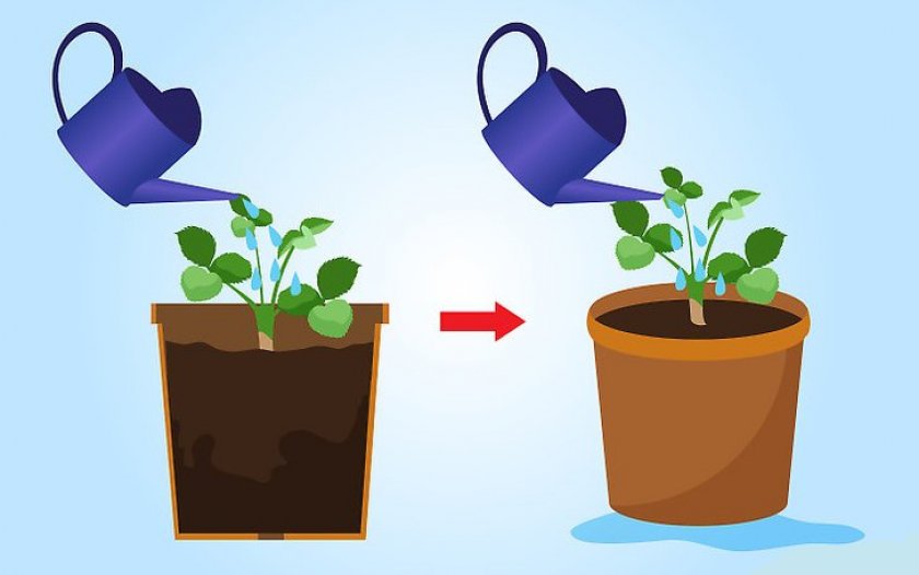 Как вырастить ампельную клубнику