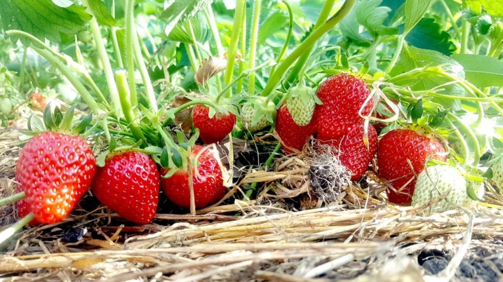 Как вырастить ампельную клубнику