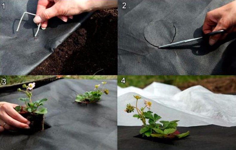 Как вырастить клубнику под укрывным материалом