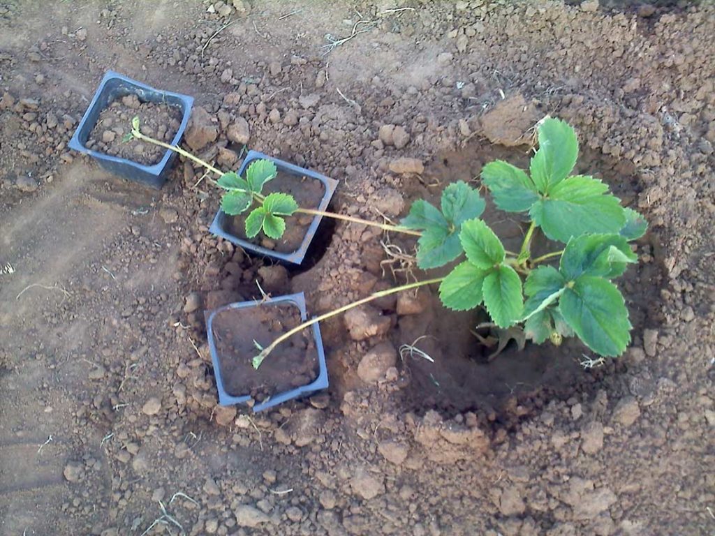 Клубника Богота: описание сорта и выращивание в саду