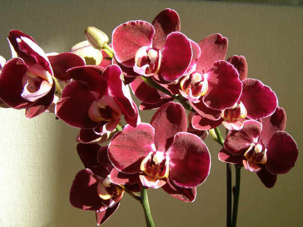 Красная орхидея фаленопсис: характеристика и описание вида