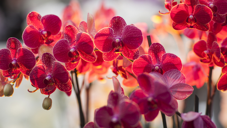 Красная орхидея фаленопсис: характеристика и описание вида