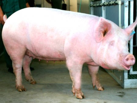 Крупная белая и черная порода свиней: фото и описание