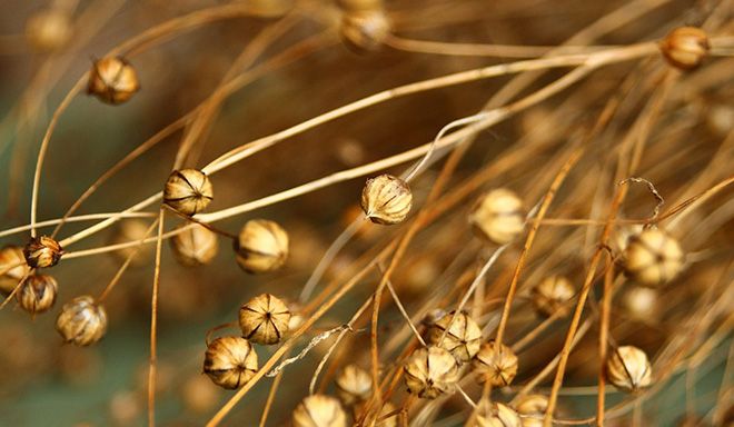 Льняное семя: польза и вред, как принимать, лечебные свойства и противопоказания