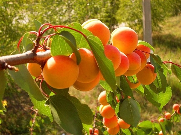 Лучшие сорта абрикосов для Подмосковья: с фото и описанием