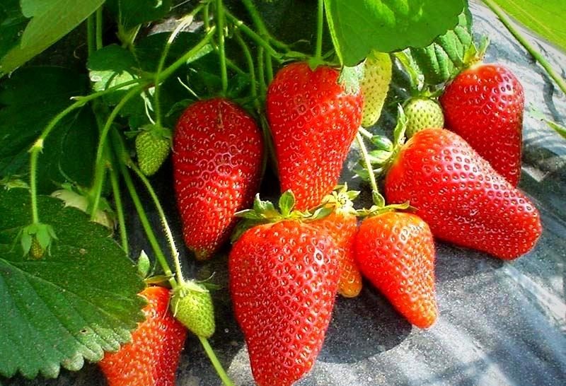 Лучшие сорта клубники для средней полосы